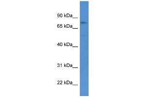 WB Suggested Anti-GSG2 Antibody Titration: 0. (GSG2 anticorps  (Middle Region))