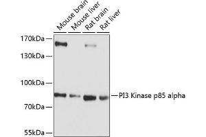 Western blot analysis of extracts of various cell lines, using PI3 Kinase p85 alpha antibody (ABIN6130617, ABIN6145642, ABIN6145645 and ABIN6215197) at 1:1000 dilution. (PIK3R1 anticorps  (AA 240-380))