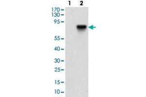 Western blot analysis of Lane 1: Negative control [HEK293 cell lysate]; Lane 2: Over-expression lysate [NT5E (AA: 30-250)-hIgGFc transfected HEK293 cells] with NT5E monoclonal antibody, clone 4G6E3  at 1:500-1:2000 dilution. (CD73 anticorps  (AA 30-250))