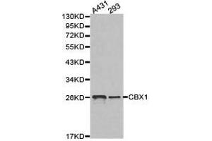 Western Blotting (WB) image for anti-Chromobox Homolog 1 (CBX1) antibody (ABIN1871495) (CBX1 anticorps)