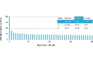 Protein Array (PAr) image for anti-gamma-aminobutyric Acid (GABA) B Receptor, 1 (GABBR1) antibody (ABIN7456271)