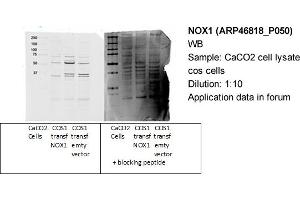 Western Blotting (WB) image for anti-NADPH Oxidase 1 (NOX1) (C-Term) antibody (ABIN2782754) (NOX1 anticorps  (C-Term))