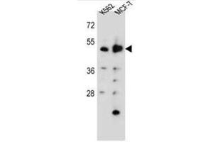Western blot analysis of DNPEP Antibody (N-term) in K562,MCF-7 cell line lysates (35ug/lane). (Aspartyl Aminopeptidase anticorps  (N-Term))
