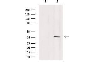 Western blot analysis of extracts from 293, using OR5AN1 Antibody.