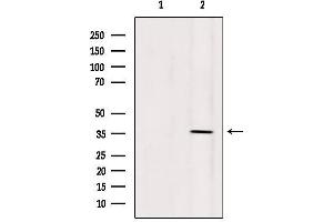 Western blot analysis of extracts from 293, using OR5AN1 Antibody. (OR5AN1 anticorps  (Internal Region))