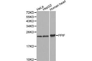 Western blot analysis of extracts of various cell lines, using PPIF antibody. (PPIF anticorps  (AA 30-207))