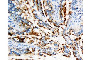 Anti-APE1 antibody, IHC(P) IHC(P): Rat Intestine Tissue (APEX1 anticorps  (Middle Region))