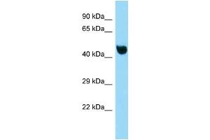 WB Suggested Anti-Nfkbil1 Antibody Titration: 1. (NFKBIL1 anticorps  (C-Term))
