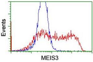 Image no. 2 for anti-Meis Homeobox 3 (MEIS3) (AA 1-261) antibody (ABIN1490668) (MEIS3 anticorps  (AA 1-261))