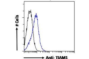ABIN6391387 Flow cytometric analysis of paraformaldehyde fixed Jurkat cells (blue line), permeabilized with 0. (TIAM1 anticorps  (C-Term))
