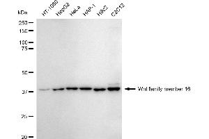 Western blotting analysis using Wnt family member 16 antibody (ABIN7800860).