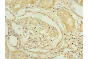 Immunohistochemistry of paraffin-embedded human kidney tissue using ABIN7164759 at dilution of 1:100 (PNRC2 anticorps  (AA 1-139))
