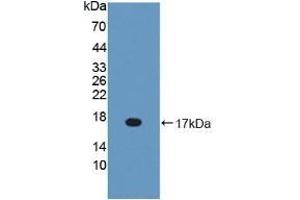 Detection of Recombinant BPI, Mouse using Polyclonal Antibody to Bactericidal/Permeability Increasing Protein (BPI)