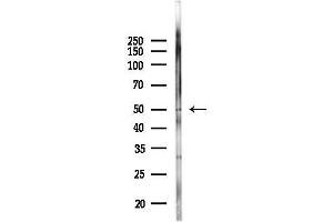 anti-Arrestin, beta 1 (ARRB1) (C-Term) antibody
