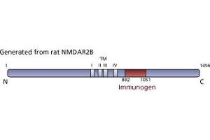 Image no. 3 for anti-Glutamate Receptor, Ionotropic, N-Methyl D-Aspartate 2B (GRIN2B) (AA 892-1051) antibody (ABIN967956)
