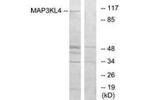 Western blot analysis of extracts from HT-29 cells, using MAP3KL4 Antibody. (MLK4 anticorps  (AA 631-680))