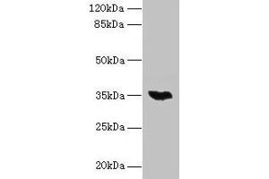 Western blot All lanes: LYSMD3 antibody at 6 μg/mL + Mouse heart tissue Secondary Goat polyclonal to rabbit IgG at 1/10000 dilution Predicted band size: 35, 15, 18 kDa Observed band size: 35 kDa (LYSMD3 anticorps  (AA 1-127))