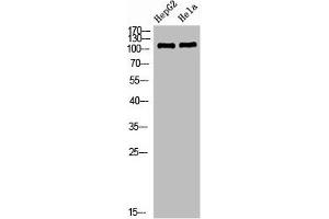 Western Blot analysis of HEPG2 Hela cells using NLRX1 Polyclonal Antibody diluted at 1:1000. (NLRX1 anticorps  (AA 581-630))