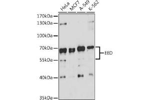 Western blot analysis of extracts of various cell lines, using EED antibody (ABIN6133691, ABIN6139940, ABIN6139943 and ABIN6216521) at 1:3000 dilution. (EED anticorps  (AA 1-100))