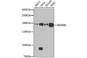 Western blot analysis of extracts of various cell lines, using KDM5B antibody. (KDM5B anticorps)