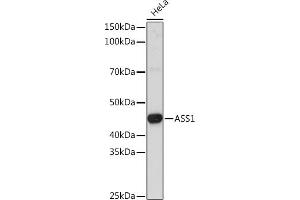Western blot analysis of extracts of HeLa cells, using  Rabbit pAb (ABIN7265667) at 1:3000 dilution. (ASS1 anticorps  (AA 1-412))