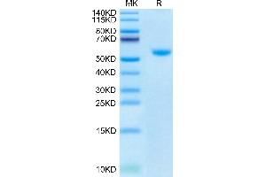 Biotinylated Human CD40 Ligand Trimer on Tris-Bis PAGE under reduced condition.