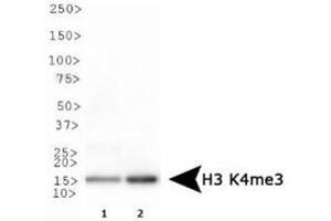 Western Blot of Rabbit Anti-Histone H3 K4/me3 Antibody.
