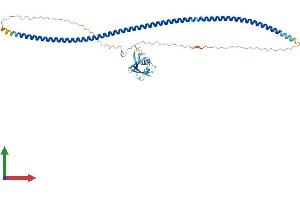 AlphaFold protein structure predicition of Human Recombinant RASSF8 Protein, UniprotID Q8NHQ8