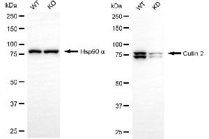 Western blotting analysis using cullin 2 antibody (ABIN7798177).