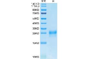 Human VEGF-C/Flt4-L on Tris-Bis PAGE under reduced condition.