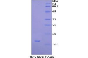 SDS-PAGE analysis of Human H2AFJ Protein. (H2AFJ Protéine)