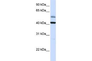 WB Suggested Anti-ARMCX1 Antibody Titration:  0.