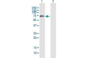 Western Blot analysis of SHC3 expression in transfected 293T cell line by SHC3 MaxPab polyclonal antibody.
