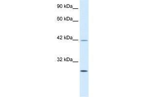 WB Suggested Anti-KLF9 Antibody Titration: 0.