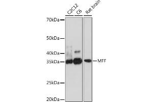 Western blot analysis of extracts of various cell lines, using MFF Rabbit mAb (ABIN7268550) at 1:500 dilution.