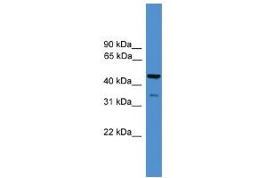 WB Suggested Anti-TAF5L Antibody Titration:  0. (TAF5L anticorps  (N-Term))