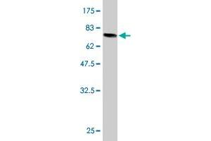 Western Blot detection against Immunogen (78.
