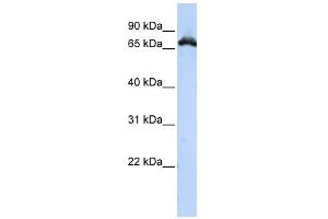 RAVER1 antibody used at 1 ug/ml to detect target protein. (RAVER1 anticorps  (Middle Region))