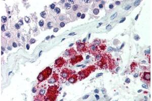 Human Testis (formalin-fixed, paraffin-embedded) stained with NKX3-1 antibody ABIN462123 followed by biotinylated anti-mouse IgG secondary antibody ABIN481714, alkaline phosphatase-streptavidin and chromogen.