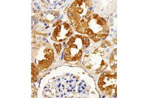 Immunohistochemical analysis of paraffin-embedded H.