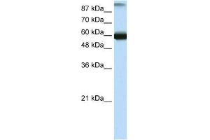 GTF3C5 antibody used at 0. (GTF3C5 anticorps  (N-Term))