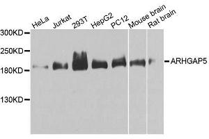Western blot analysis of extracts of various cell lines, using ARHGAP5 antibody. (ARHGAP5 anticorps  (AA 1292-1501))