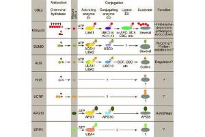 Conjugation pathways for ubiquitin and ubiquitin-like modifiers (UBLs). (APG8 / ATG8 anticorps)