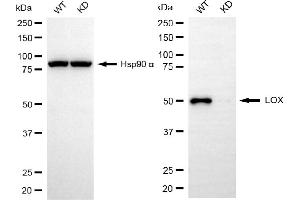Western blotting analysis using LOX antibody (ABIN7799311). (Recombinant LOX anticorps)