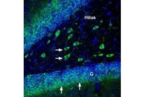 Expression of Na+/K+ ATPase α3 (ATP1A3) in rat hippocampus - Immunohistochemical staining of perfusion-fixed frozen rat brain sections with Anti-Alpha 3 Na+/K+ ATPase Antibody (ABIN7042962, ABIN7044641 and ABIN7044642), (1:200), followed by goat-anti-rabbit-AlexaFluor-488.