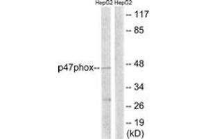 Western blot analysis of extracts from HepG2 cells, treated with TNF 20ng/ml 5', using p47 phox (Ab-345) Antibody. (NCF1 anticorps  (AA 311-360))