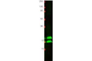 Western blot using  protein-A purified anti-bovine IFN gamma antibody shows detection of recombinant bovine IFN gamma at 16. (Interferon gamma anticorps)