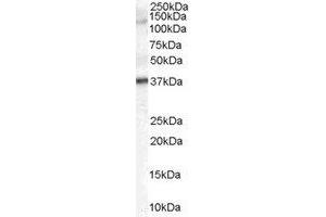 Western Blotting (WB) image for anti-Galanin Receptor 3 (GALR3) (C-Term) antibody (ABIN2465744) (GALR3 anticorps  (C-Term))