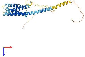 AlphaFold protein structure predicition of Human Recombinant CMTM4 Protein, UniprotID Q8IZR5