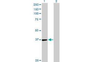 Western Blot analysis of TSTA3 expression in transfected 293T cell line by TSTA3 MaxPab polyclonal antibody. (TSTA3 anticorps  (AA 1-321))